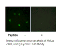 Product image for Cyclin E1 (Ab-77) Antibody