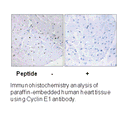 Product image for Cyclin E1 (Ab-77) Antibody