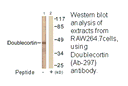 Product image for Doublecortin (Ab-297) Antibody