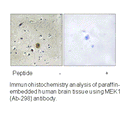 Product image for MEK1 (Ab-298) Antibody