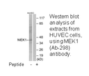 Product image for MEK1 (Ab-298) Antibody