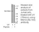 Product image for Mst1/2 (Ab-183) Antibody