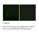Product image for NPM (Ab-199) Antibody