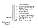 Product image for PBK/TOPK (Ab-9) Antibody