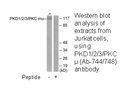 Product image for PKD1/2/3/PKC &mu; (Ab-744/748) Antibody