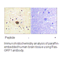 Product image for Ras-GRF1 (Ab-916) Antibody
