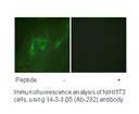 Product image for 14-3-3 &zeta; /&delta; (Ab-232) Antibody