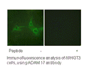 Product image for ADAM 17 (Ab-735) Antibody