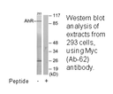 Product image for AhR (Ab-36) Antibody
