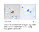 Product image for Aquaporin 2 (Ab-256) Antibody