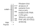 Product image for A-RAF (Ab-301/302) Antibody