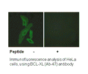 Product image for BCL-XL (Ab-47) Antibody