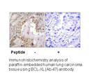 Product image for BCL-XL (Ab-47) Antibody