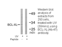 Product image for BCL-XL (Ab-47) Antibody