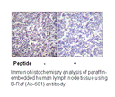 Product image for B-RAF (Ab-601) Antibody