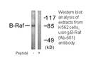 Product image for B-RAF (Ab-601) Antibody