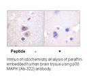 Product image for p38 MAPK (Ab-322) Antibody