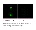 Product image for TIP60 (Ab-86) Antibody