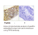 Product image for TIP60 (Ab-86) Antibody