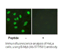 Product image for B-Myb (Ab-577/581) Antibody