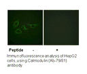 Product image for Calmodulin (Ab-79/81) Antibody