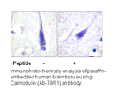 Product image for Calmodulin (Ab-79/81) Antibody