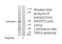 Product image for Calmodulin (Ab-79/81) Antibody