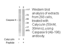 Product image for Caspase 9 (Ab-196) Antibody