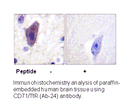 Product image for CD71/TfR (Ab-24) Antibody
