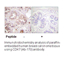 Product image for CDK7 (Ab-170) Antibody