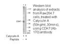 Product image for CDK7 (Ab-170) Antibody