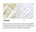 Product image for Centromeric Protein A (Ab-7) Antibody
