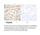 Product image for CHOP (Ab-30) Antibody
