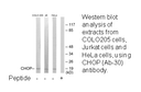 Product image for CHOP (Ab-30) Antibody