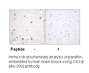 Product image for CKII-&beta; (Ab-209) Antibody