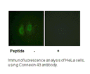 Product image for Connexin 43 (Ab-261) Antibody