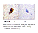 Product image for Connexin 43 (Ab-261) Antibody