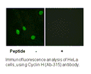 Product image for Cyclin H (Ab-315) Antibody