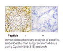 Product image for Cyclin H (Ab-315) Antibody
