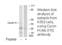 Product image for Cyclin H (Ab-315) Antibody