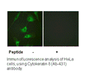 Product image for Keratin 8 (Ab-431) Antibody
