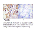 Product image for Keratin 8 (Ab-431) Antibody
