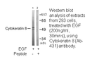 Product image for Keratin 8 (Ab-431) Antibody