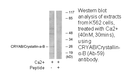 Product image for CRYAB (Ab-59) Antibody