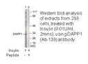 Product image for DAPP1 (Ab-139) Antibody