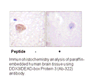 Product image for DDX3/DEAD-box Protein 3 (Ab-322) Antibody