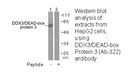 Product image for DDX3/DEAD-box Protein 3 (Ab-322) Antibody