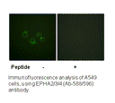 Product image for EPHA2/3/4 (Ab-588/596) Antibody