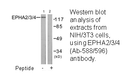 Product image for EPHA2/3/4 (Ab-588/596) Antibody