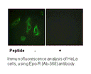 Product image for Epo-R (Ab-368) Antibody